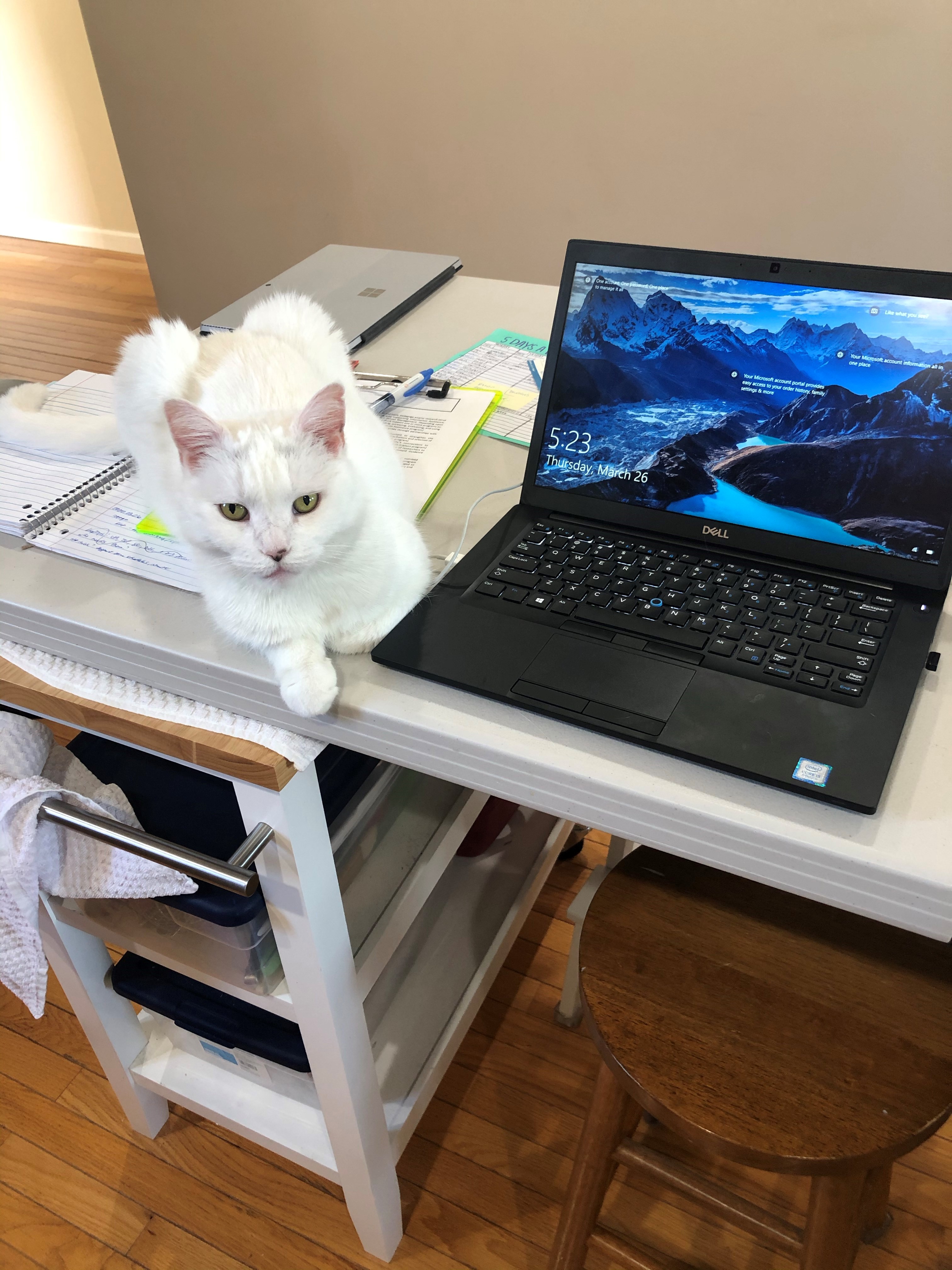 A cat sits on a table with a laptop